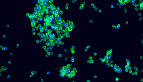 A microscope image of NISTCHO cells that are stained blue and green on a black background..