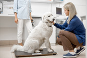 dog on vet clinical scale