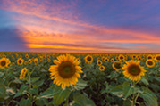 sunflowers in a field