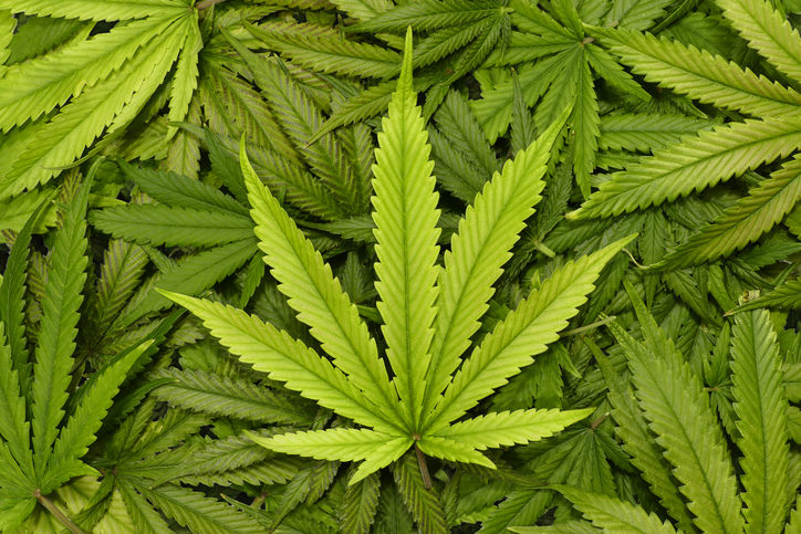 imagen de una hoja de marihuana