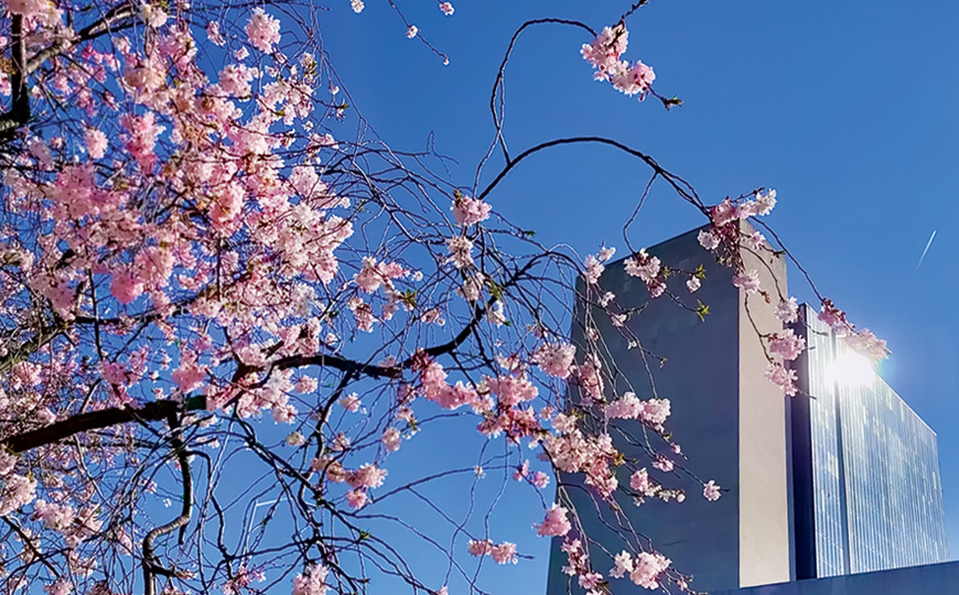 National Library of Medicine, Building 38A during cherry blossom season