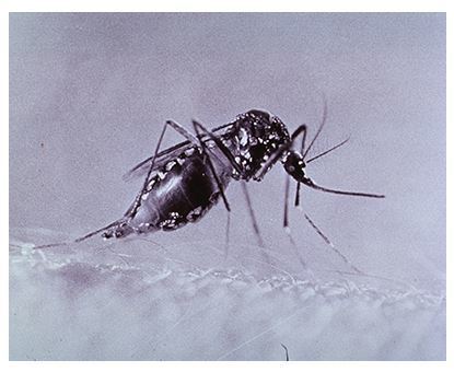 Aedes aegypti mosquito in the biting position