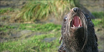 FishNews 246 fur seal