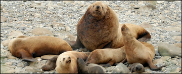 Steller Watch sea lions