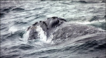North Pacific Right Whale A. Kennedy