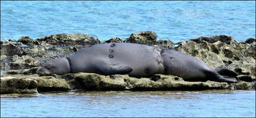 Hawaiian monk seal survivor
