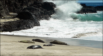 Hawaiian Monk Seals on Nihoa