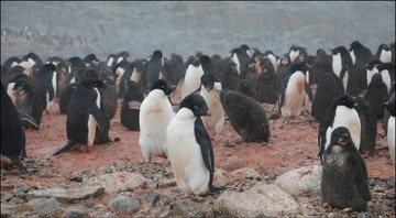 Adelie penguins G Saba