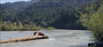 California woody debris