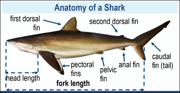 Anatomy of a Shark
