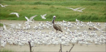 Louisiana Trustees birds