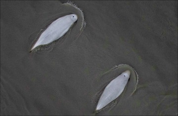 Belugas from Hexacopter Permit-20465