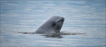 Beluga from Side Permit-20465