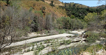 Carmel River restoration