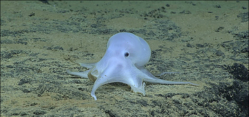 Okeanos ghostlike octopod