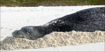 September monk seal