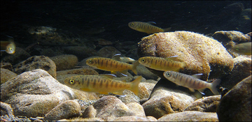 Columbia River salmon juveniles