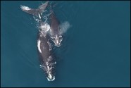 Right Whale mom and calf Christin Khan
