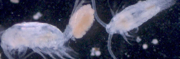 Copepods