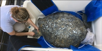 1000th Sea Turtle