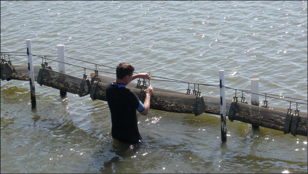 Gulf Oyster Aquaculture v2