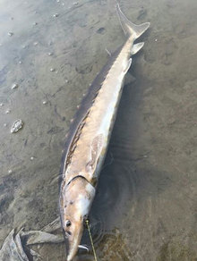 Shortnose Sturgeon. Courtesy of NH Fish & Game and USGS