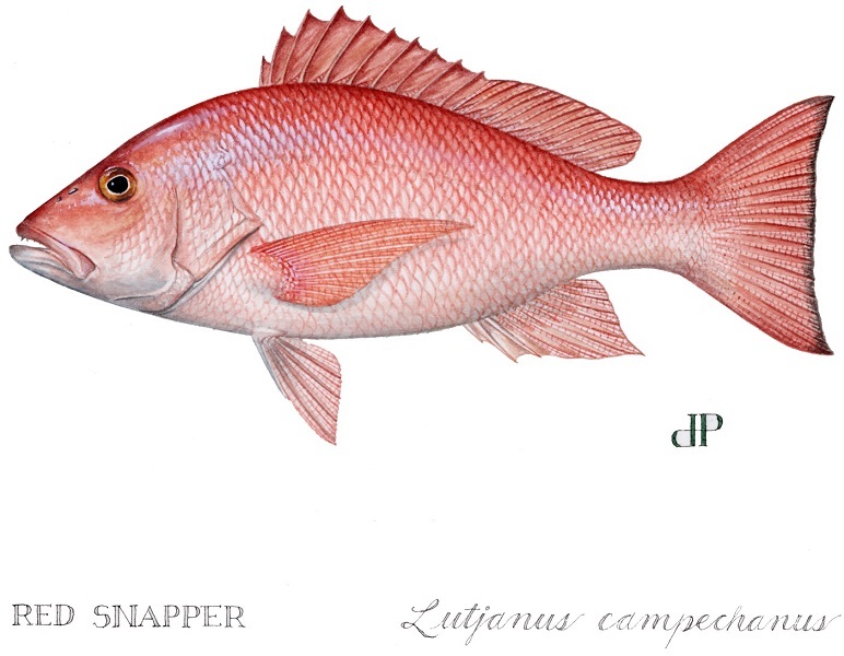 Red snapper