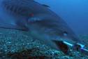 Underwater Camera Shark