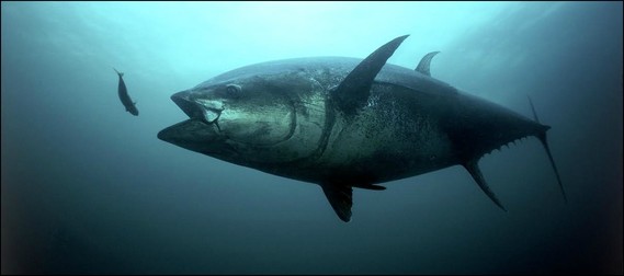 Bluefin tuna narrow