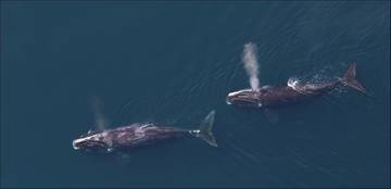 Right Whales from Above
