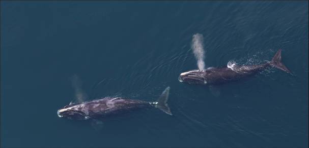 Right Whales from Above