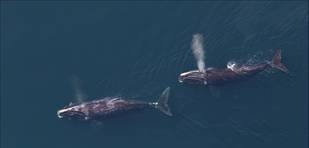 Right Whales from Above