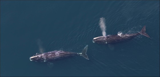 Right Whales from Above