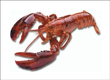 American lobster v2