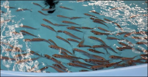Marine Finfish Aquaculture