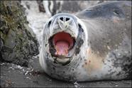 Leopard Seal