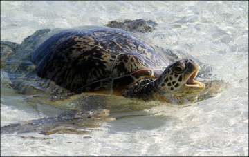 Green Sea Turtle in Hawaii
