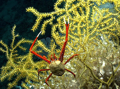 Deep-sea coral and a squat lobster on the West Florida Shelf