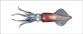 Longfin squid illustration