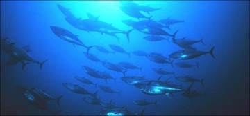 Bluefin Tuna school