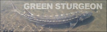 Green Sturgeon