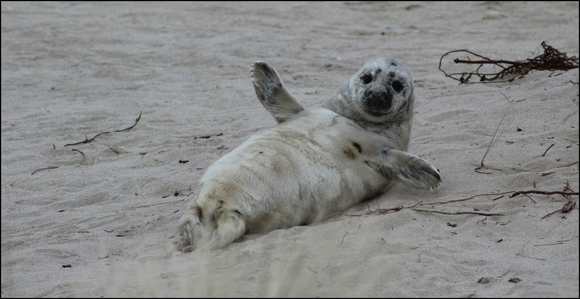 Gray Seal Pup