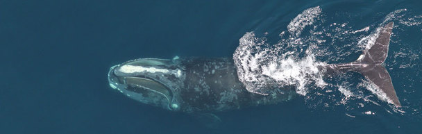 Right whale