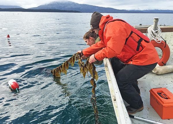 Scientists check a longline outplanting of sugar kelp at an experimental site near Coghlan Island, Alaska. Credit: Mike Stekoll, University of Alaska.