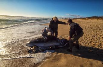 MMRACK staff responding to a dead stranded marine mammal