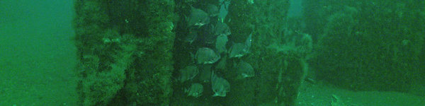 Artificial reef banner