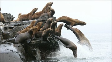 Sea Lions diving