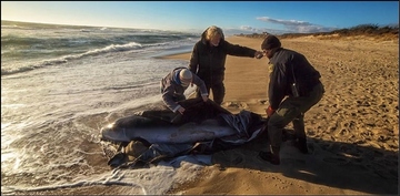 Marine Mammal Stranding Response