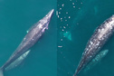Gray whales