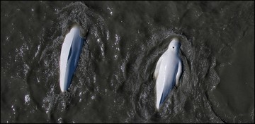 Cook Inlet Belugas